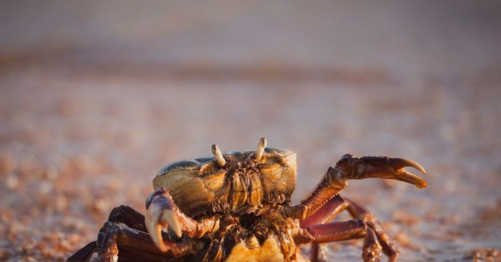 Um caranguejo de manguezal da amazônia