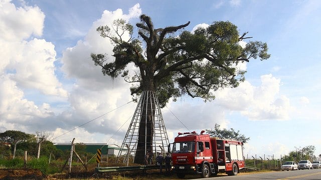 Atentado a uma árvores de 700 anos