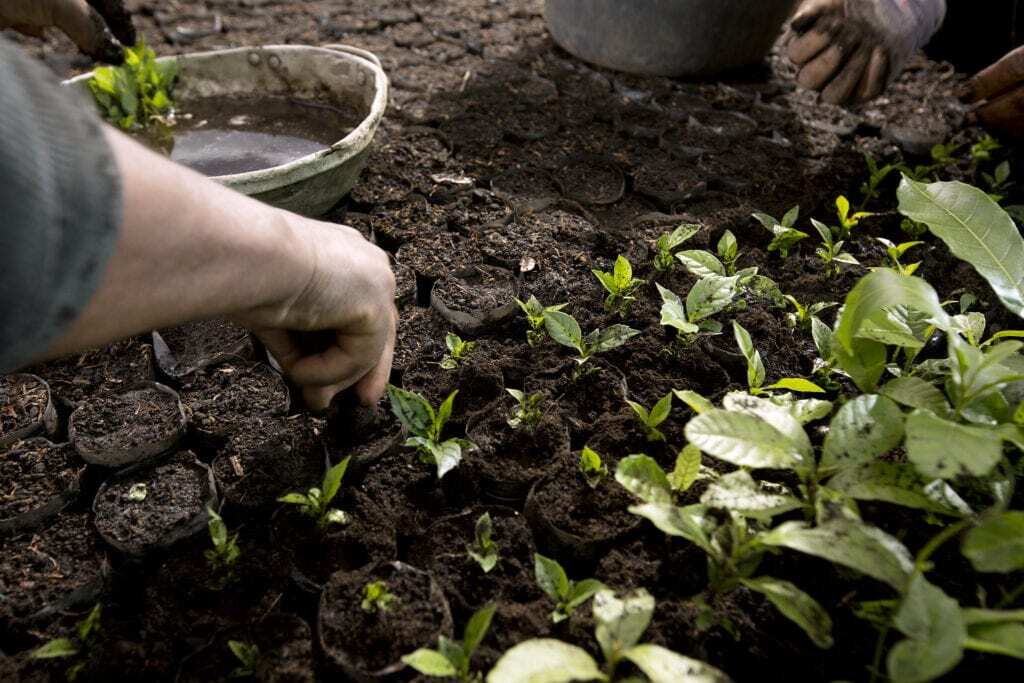 Fundação Rockefeller anuncia investimento de US$ 5,4 milhões em agricultura regenerativa para a alimentação escolar