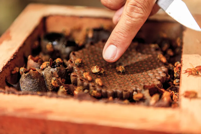 Relatório Anual do Instituto Peabiru destaca seus 25 anos na proteção socioambiental do bioma Amazônico