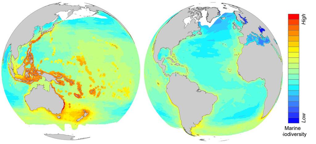 Mapa da biodiversidade nos oceanos