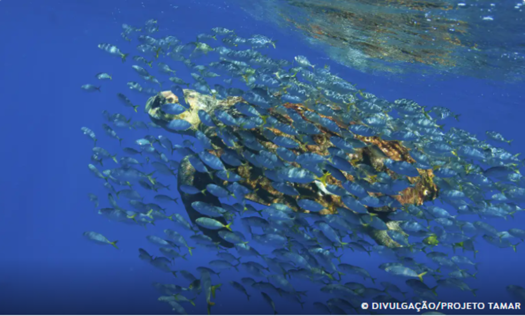“O oceano é nosso maior aliado contra a crise climática — se estiver saudável”, alerta Enviada Especial da COP30