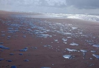 Prestes a completar 3 meses, desastre ambiental com manchas de petróleo cru ainda afeta a costa brasileira