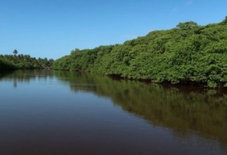 A importância dos manguezais, que ficam desprotegidos com decisão do governo Bolsonaro