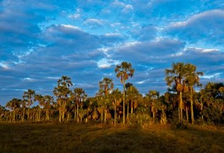 Cerrado: savana mais rica do planeta. Foto: © Bento Viana/WWF-Brasil