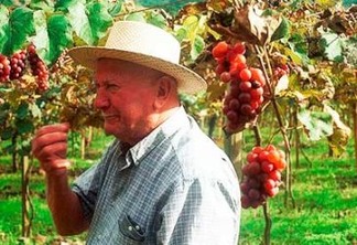 Agricultor do Rio Grande do Sul experimenta uva em colheita. Foto: Roberto Vinicius