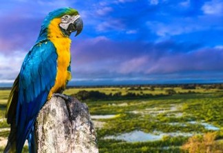 Arara azul e amarela: um dos símbolos da biodiversidade brasileira. Foto: Pantanal, Brasil - Shutterstock 