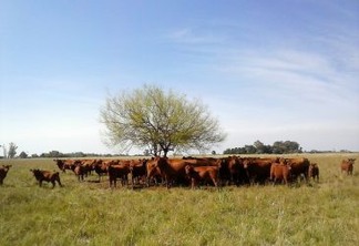 Cenário típico do pampa argentino, com uma pequena manada de gado em torno de uma isolada árvore de uma pastagem natural, no município rural de Marcos Paz, na província oriental de Buenos Aires. Foto: Fabiana Frayssinet/IPS