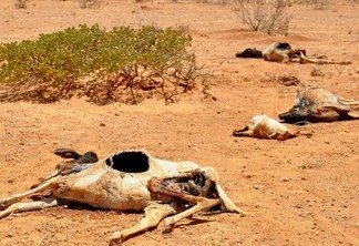 Cadáveres de ovelhas e cabras espalhados em uma paisagem desértica após a seca que assomou Somalilândia em 2011, uma das consequências da mudança climática que, segundo os especialistas, os países africanos devem enfrentar sem depender da assistência internacional. Foto: Oxfam East África/CC by 2.0