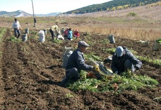 Agricultores da Mongólia colhem cenouras em programa de cooperação Sul-Sul FAO entre a China e Mongólia. Foto: FAO