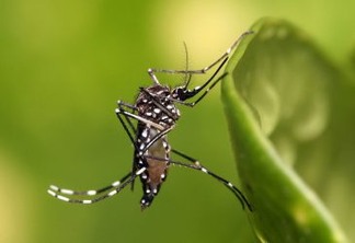 Técnica vai utilizar radiação para criar, em cativeiro, 12 milhões de mosquitos estéreis por semana. 