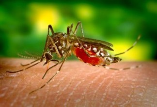 Controle de vetores do vírus zika está entre ações contempladas por estratégia global lançada nesta terça-feira (16) pela OMS. Foto: ONU