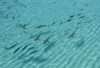 Tubarões e arraias. Foto: Pnuma