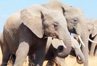 Brasil pode abrigar primeira reserva de proteção de elefantes da América Latina
