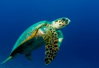 A tartaruga-de-pente (Eretmochelys imbricata) se encontra criticamente ameaçada de extinção segundo a IUCN. Fotos: Banco de imagens Tamar