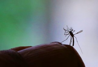 Aedes aegypti deve encontrar locais favoráveis para sua reprodução em países afetados por fortes chuvas e enchentes nos próximos meses. Foto: Agência Brasil