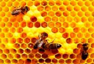 Melhoramentos apoia a produção artesanal de mel por pequenos produtores nas comunidades onde atua