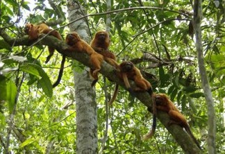 O viaduto é essencial para evitar o isolamento de grupos de micos-leõs-dourados – Foto: Andreia Martins/AMLD