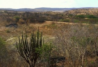 Cactos, arbustos espinhosos e plantas de caule grosso compõem a maior parte da vegetação da Caatinga, que significa “mata branca” na língua tupi (caa = vegetação, tinga = branco). Foto: Juan Carlos Vargas Mena.