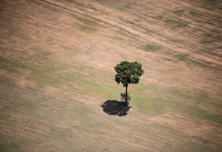 Castanheira ilhada em área desmatada para agricultura. Segundo dados do IBGE, 2010-2012, a agricultura é a maior responsável pelo desmatamento das florestas no Brasil