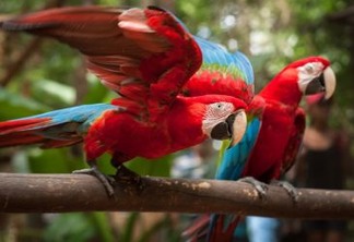 Parque das Aves é a única instituição no mundo focada em conservação de Aves da Mata Atlântica