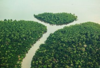 Governos da Amazônia Legal perdem recursos ao não investir nas concessões florestais