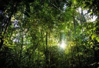 Climate Ventures e WayCarbon lançam calculadora  de impactos climáticos positivos focada em Florestas e Uso do Solo