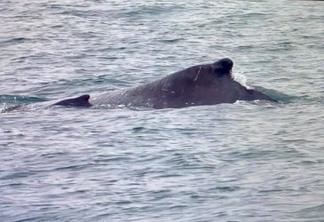 Vozes dos Biomas: o canto e encanto das baleias e de outros cetáceos no bioma marinho do litoral norte paulista, por Júlio Cardoso