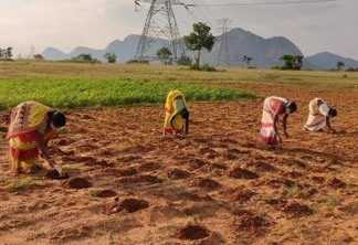 Walmart apoia agricultores indianos