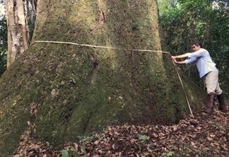 Vozes dos Biomas: da floresta de bolso às grandes árvores da floresta original da Mata Atlântica, por Ricardo Cardim