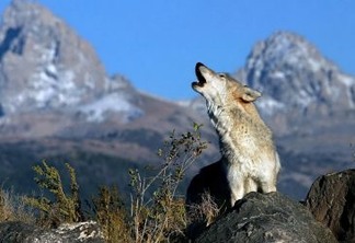 Retorno dos lobos a Yellowstone restaura o equilíbrio da natureza