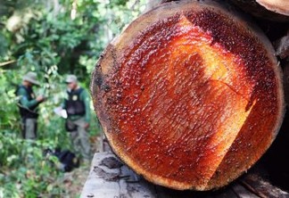 70% da madeira explorada no Pará é ilegal, mostra estudo