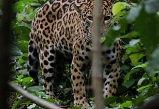 Pesquisa usa fotos para investigar a biodiversidade de vertebrados terrestres em reserva na Amazônia