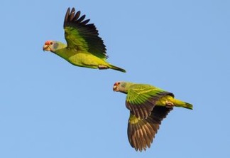 Campanha incentiva que, neste Natal, dinheiro de presentes seja usado para salvar papagaios brasileiros