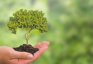 Startup vai plantar árvores a cada negócio fechado em Black Friday