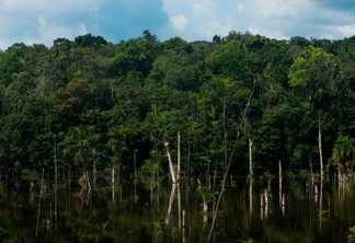 A expansão e a retração das florestas alagáveis, em consequência das chuvas, podem gerar novas espécies de plantas e animais
Léo Ramos Chaves
 