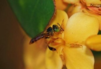 Importantes para vários cultivos, abelhas nativas do Brasil sofrem ameaças – da própria agricultura