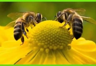 Especial EcoAgência - Mortandade das abelhas já é generalizada no Rio Grande do Sul (primeira parte)