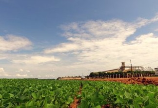 Sorriso (MT) se autoproclama a capital do agronegócio, com a maior produção municipal de soja do país. Foto:Thais Borges