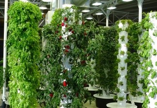 Empresa Atos lidera primeiro projeto de agricultura urbana vertical