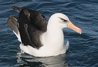 Projeto busca salvar albatroz de captura acidental