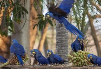 Apesar dos incêndios no Pantanal, araras-azuis permanecem no maior refúgio da espécie do Brasil