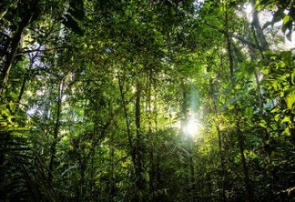 Senado aprova comercialização de créditos de carbono em concessões florestais
