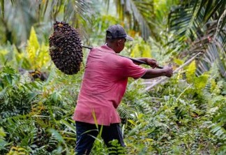 Azeite de dendê da Indonésia atrai pequenos produtores e agrava problema ambiental