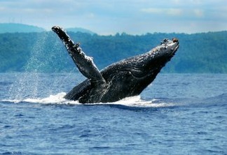 Brasil é pioneiro no uso da inteligência artificial para preservar a vida das baleias