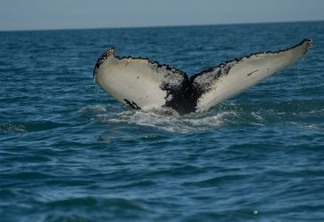 As baleias-jubarte têm muito a nos ensinar