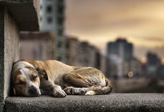 Prefeitura de Porto Alegre quer matar 300 cães e é contestada por protetores