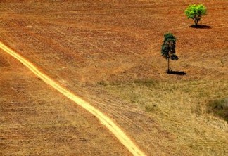 Falta vontade política para acabar com desmatamento, conclui FAO