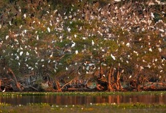 “Pantanal – Vida, Morte e Renascimento”: exposição virtual reúne olhar de grandes fotógrafos sobre o bioma tão castigado