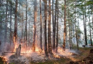 Fogos em florestas se tornaram mais comuns e recorrentes no Ártico
YEVGENY SOFRONEYEV